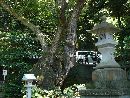来宮神社境内に植樹されている巨木