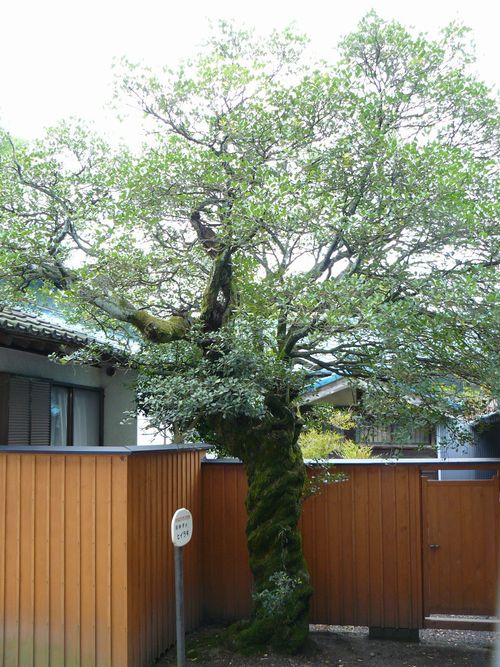 �x�m�s�E���ю�