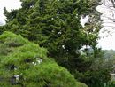 蓮生寺境内に植樹された大木を撮影した写真