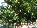 浜松八幡宮の御神木である「雲立の楠」