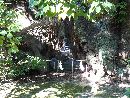 浜松八幡宮境内にある雲立の楠の根元を写した写真