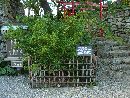 浜松城何か所縁のある植栽と小祠