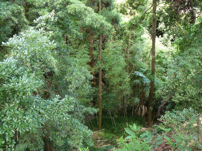 �҃��R�Ð��