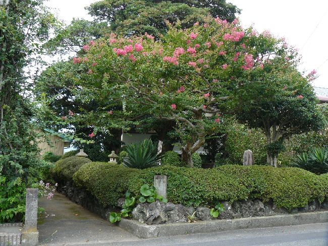 �ɓ��S�e�̕�