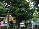 音無神社境内に植樹されているタブの木