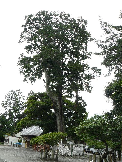 ���t�V�_��