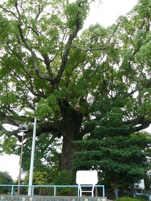 �P�����̑叾