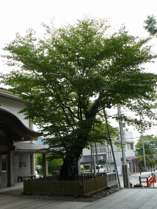 �����{�{�y�m��Ԑ_��