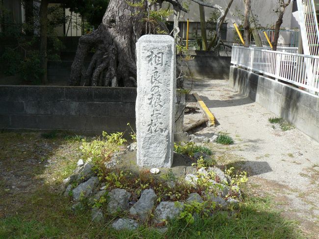 ���ǂ̍����}�c