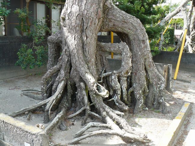 ���ǂ̍����}�c