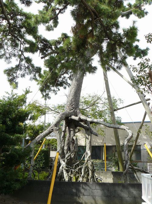 ���ǂ̍����}�c