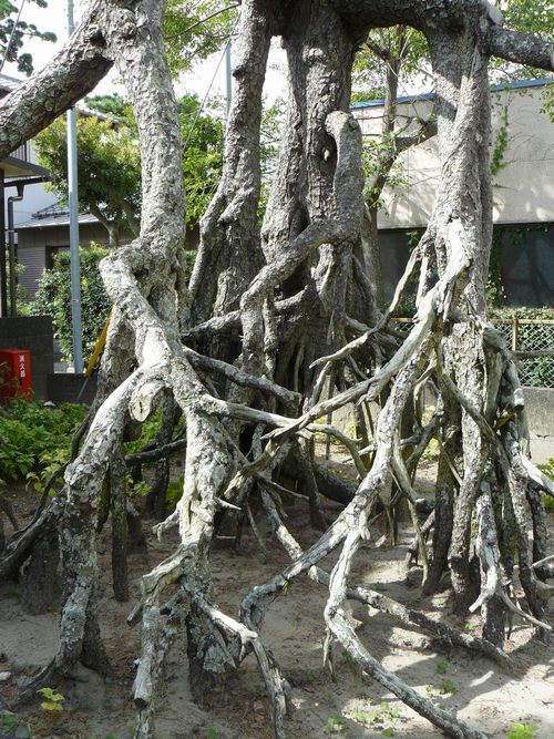 ���ǂ̍����}�c