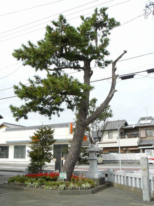 ���̓���_